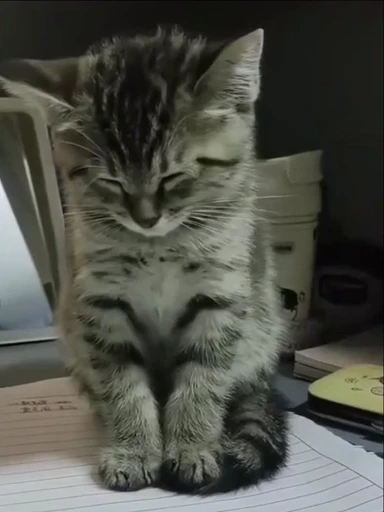 💤 Стикер «kitty meow» для Telegram
