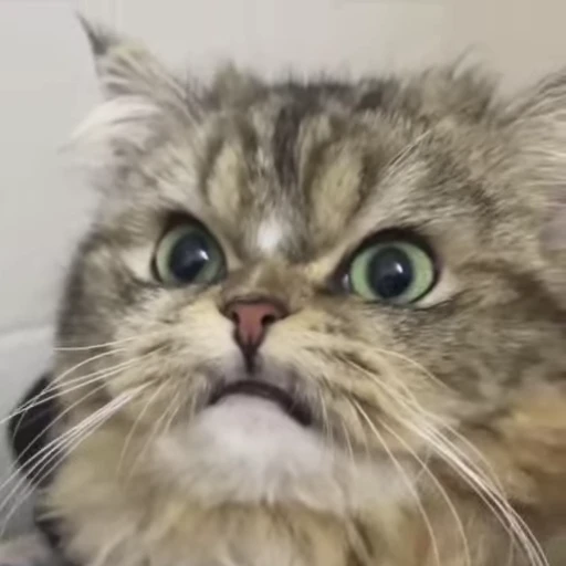 😠 Стикер «kitty meow» для Telegram