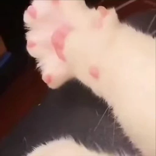 🥹 Стикер «kitty meow» для Telegram