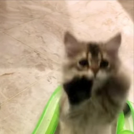 🥴 Стикер «kitty meow» для Telegram