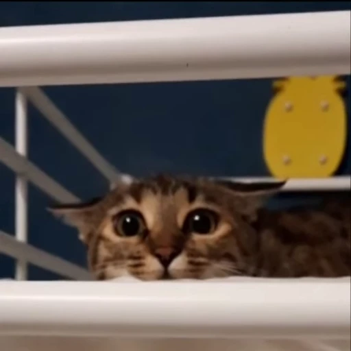 😠 Стикер «kitty meow» для Telegram