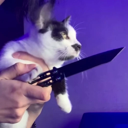 🔪 Стикер «kitty meow» для Telegram