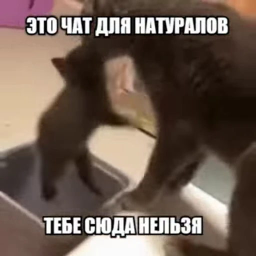 ❌ Стикер «kitty meow» для Telegram
