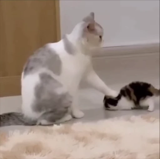 🥹 Стикер «kitty meow» для Telegram