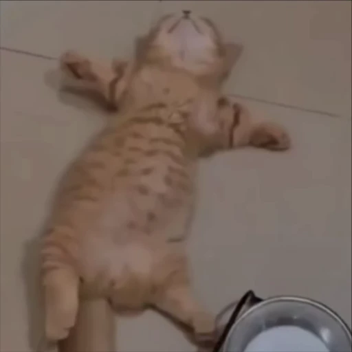 💤 Стикер «kitty meow» для Telegram