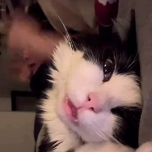 🥱 Стикер «kitty meow» для Telegram