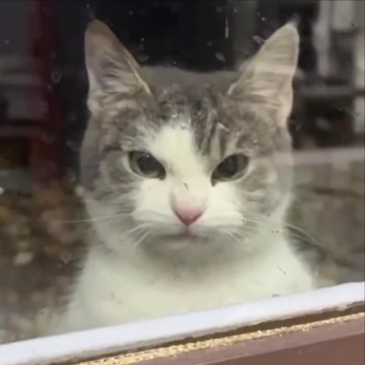 😡 Стикер «kitty meow» для Telegram