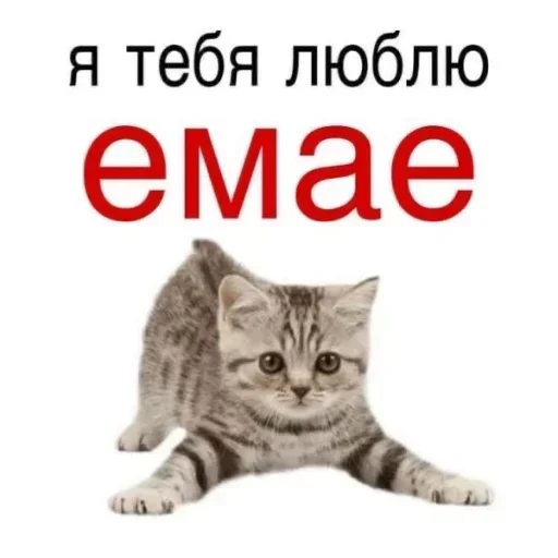 💞 Стикер «kitty» для Telegram