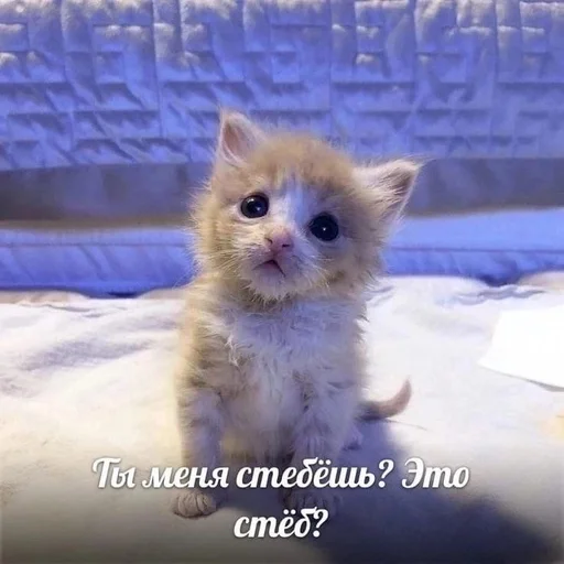 🇺🇦 Стикер «котики милые» для Telegram