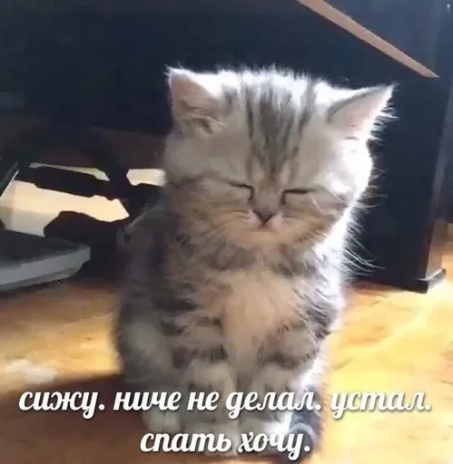 🇺🇦 Стикер «котики милые» для Telegram