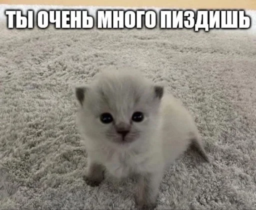 🇺🇦 Стикер «котики милые» для Telegram