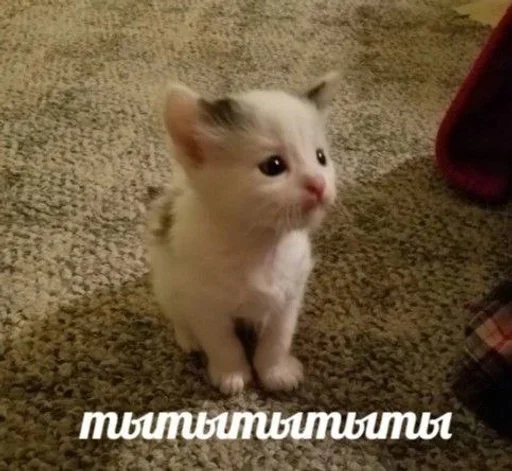 🇺🇦 Стикер «котики милые» для Telegram