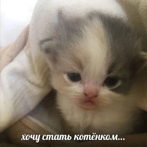 🇺🇦 Стикер «котики милые» для Telegram