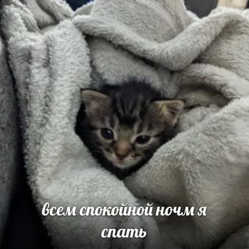🇺🇦 Стикер «котики милые» для Telegram