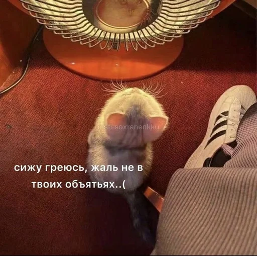 🇺🇦 Стикер «котики милые» для Telegram