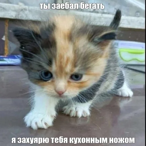 🇺🇦 Стикер «котики милые» для Telegram
