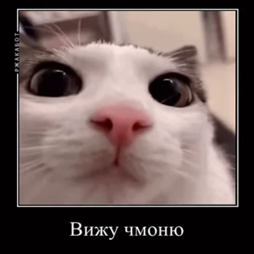 🥺 Стикер «v ahue» для Telegram