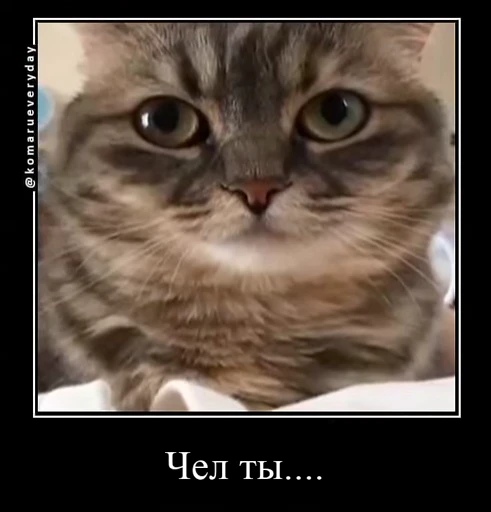 😕 Стикер «v ahue» для Telegram