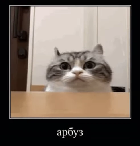 🍉 Стикер «v ahue» для Telegram