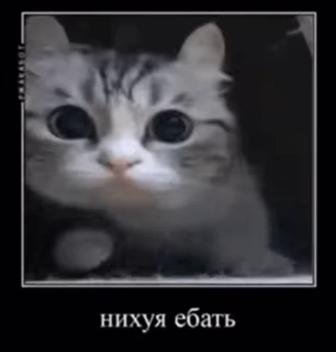 😯 Стикер «v ahue» для Telegram