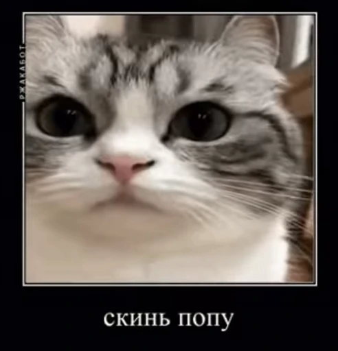 🍑 Стикер «v ahue» для Telegram