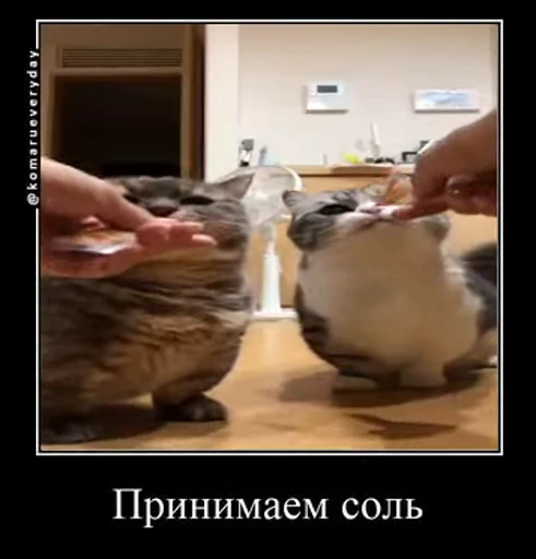 🤢 Стикер «v ahue» для Telegram