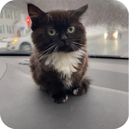 🐱 Стикер «Китя» для Telegram