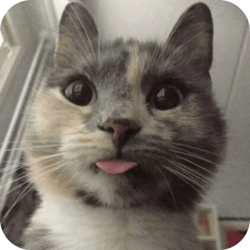 🐱 Стикер «Китя» для Telegram