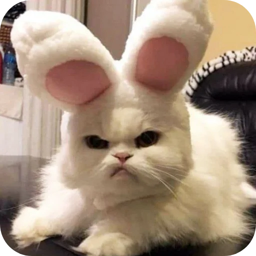 🐱 Стикер «Китя» для Telegram