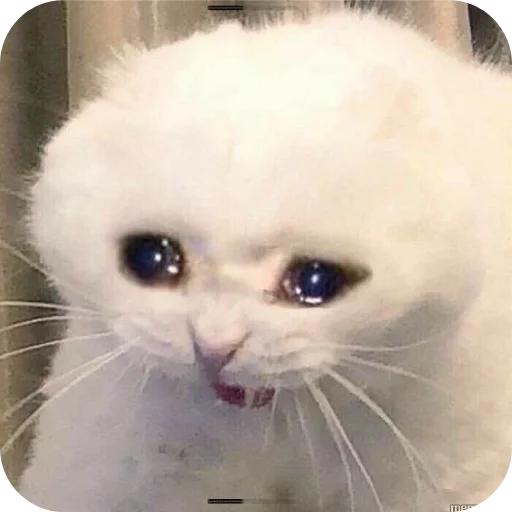 🐱 Стикер «Китя» для Telegram