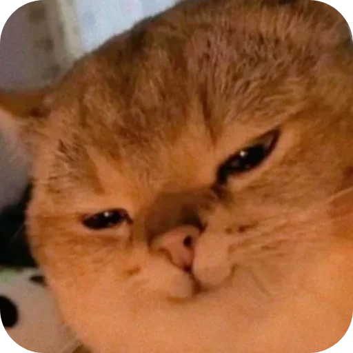 😏 Стикер «Китя» для Telegram