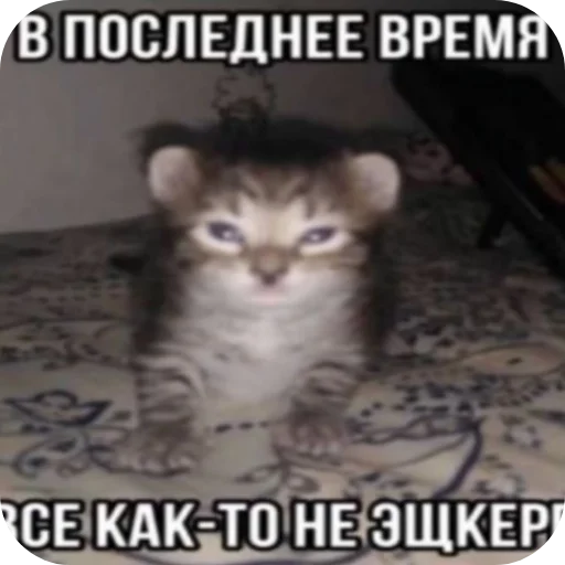 🐱 Стикер «Китя» для Telegram