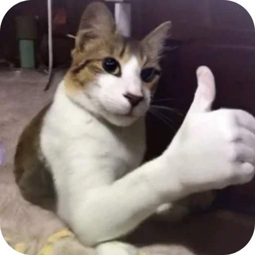 👍 Стикер «Китя» для Telegram