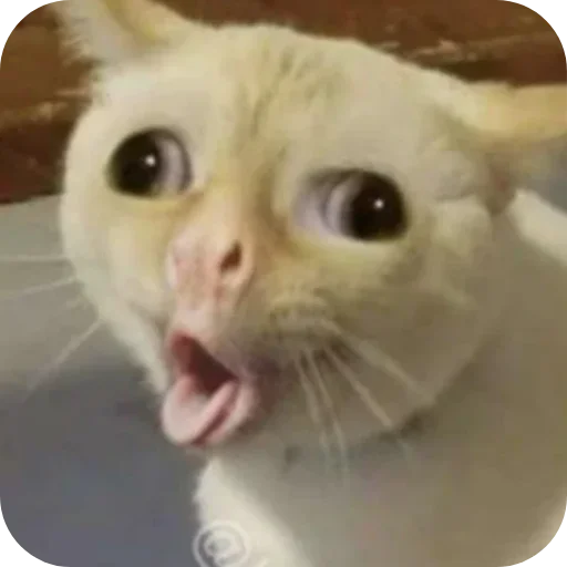 🤢 Стикер «Китя» для Telegram