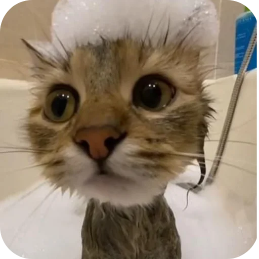 🐱 Стикер «Китя» для Telegram