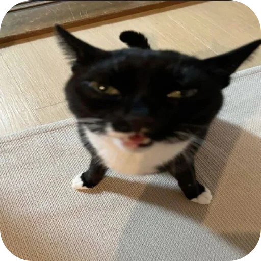 🐱 Стикер «Китя» для Telegram