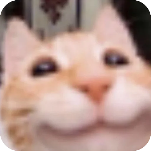 🐱 Стикер «Китя» для Telegram
