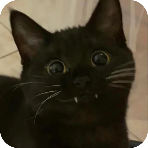 🙂 Стикер «Китя» для Telegram