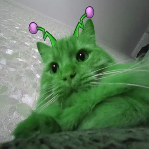 👽 Стикер «кот женя» для Telegram