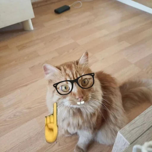 🤓 Стикер «кот женя» для Telegram
