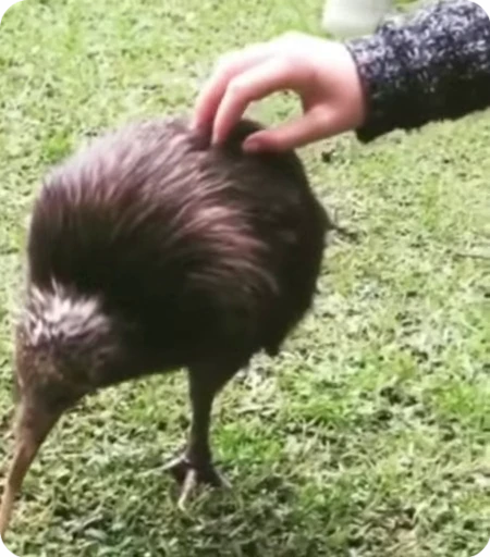 Стикерпак Kiwi для Telegram