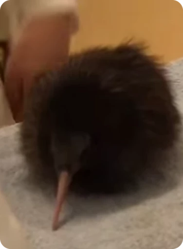 🥝 Стикер «Kiwi» для Telegram
