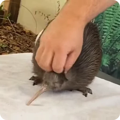🥝 Стикер «Kiwi» для Telegram
