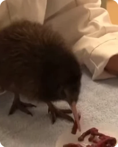 🥝 Стикер «Kiwi» для Telegram