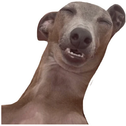🙃 Стикер «Kizaru sticker pack v2.0» для Telegram