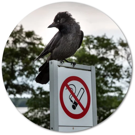 ✋ Стикер «kizhi bird» для Telegram
