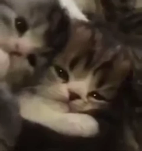 🌟 Стикер «котики» для Telegram