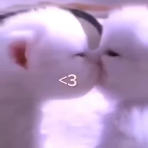 😘 Стикер «котики» для Telegram