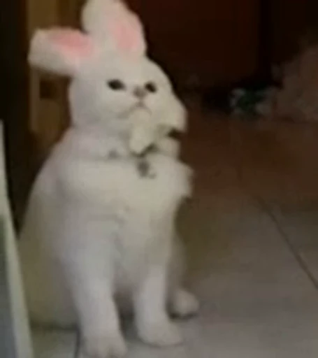 🐱 Стикер «котики» для Telegram