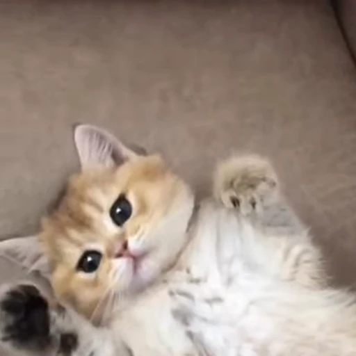 🐱 Стикер «котики» для Telegram